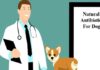 4 Proven Natural Antibiotics For Dogs Natural Antibiotics for dogs
