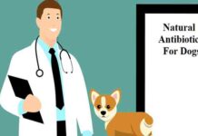 4 Proven Natural Antibiotics For Dogs Natural Antibiotics for dogs