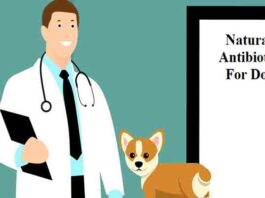 Natural Antibiotics for dogs