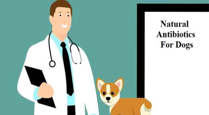 4 Proven Natural Antibiotics For Dogs Natural Antibiotics for dogs