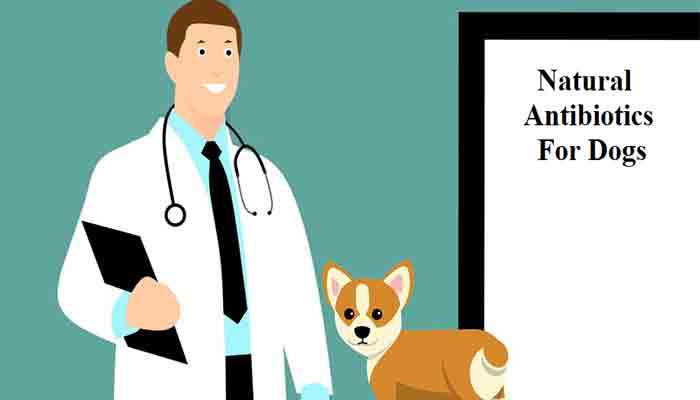 a natural antibiotic for dogs
