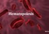 Honest Information on Hematopoiesis Hematopoiesis