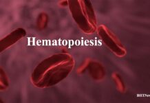 Honest Information on Hematopoiesis Hematopoiesis
